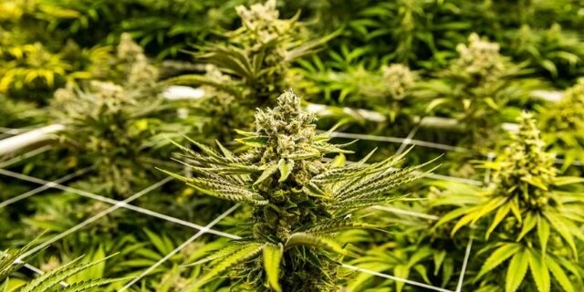 Harvest Cannabis: The Ultimate Guide to Timing, Methods, and Tips