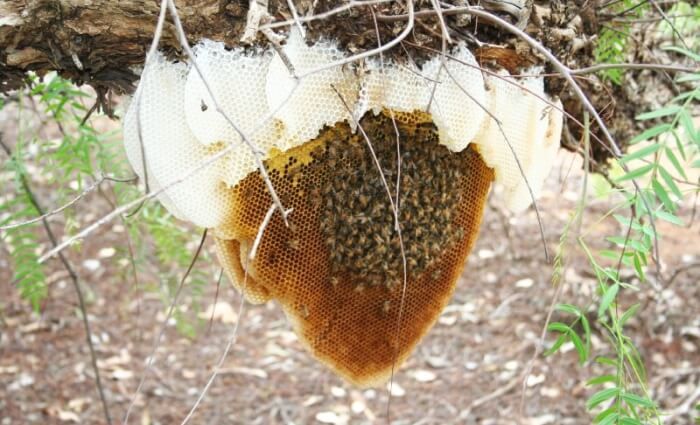 The Long-Term Benefits of Professional Bee Prevention